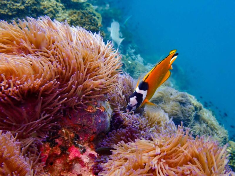 راهنمای صنایع دریایی Marine