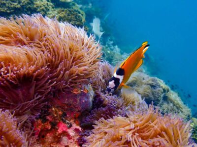 راهنمای صنایع دریایی Marine